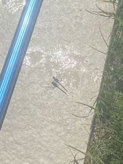 Orthetrum chrysostigma