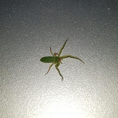 Cetratus rubropunctatus