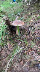 Amanita pachycolea