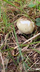 Amanita phalloides