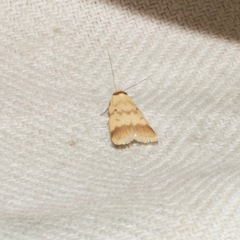 Heteroteucha anthodora