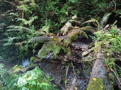 Polystichum setiferum