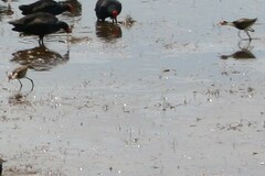 Irediparra gallinacea