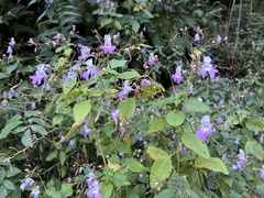 Impatiens balfourii