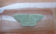 Phaiogramma etruscaria