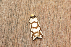 Scaptesyle dichotoma