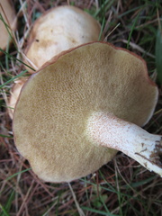 Suillus weaverae