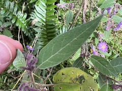 Solanum celatum