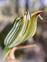 Pterostylis recurva