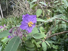 Solanum celatum