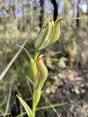 Pterostylis recurva