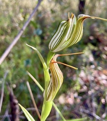 Pterostylis recurva