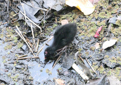Porphyrio melanotus
