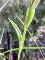 Pterostylis recurva