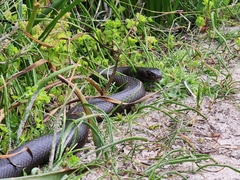 Pseudonaja affinis exilis