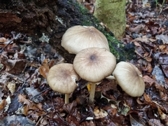 Megacollybia