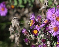 Eumelissodes