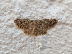 Idaea cervantaria