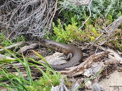 Egernia kingii