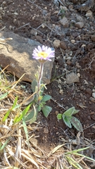 Felicia rosulata