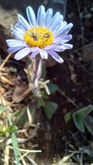 Felicia rosulata