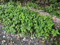 Aegopodium podagraria
