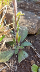 Felicia rosulata