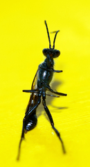 Chalybion japonicum