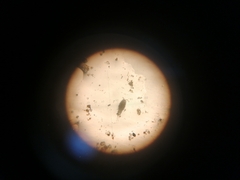 Copepoda