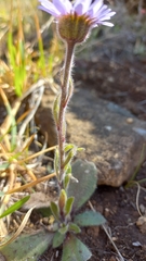 Felicia rosulata