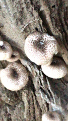 Lentinus tigrinus