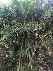 Dracaena angustifolia