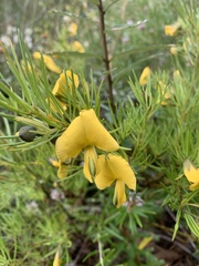 Gompholobium grandiflorum