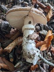 Amanita pantherina