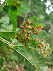 Neuroterus numismalis