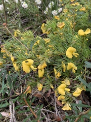 Gompholobium grandiflorum