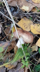 Russula sanguinea