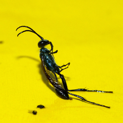 Chalybion japonicum
