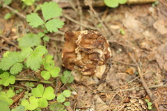 Gyromitra gigas