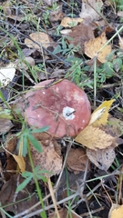Russula sanguinea