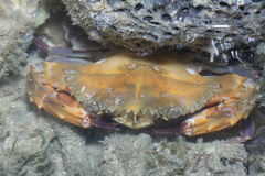 Charybdis hellerii