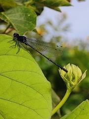 Onychargia atrocyana