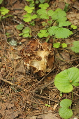 Gyromitra gigas