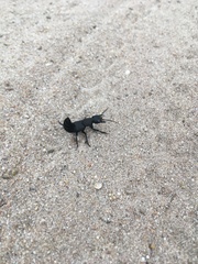Ocypus olens