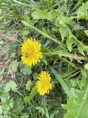 Taraxacum officinale