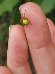 Araniella cucurbitina