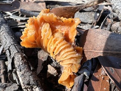Cantharellus concinnus