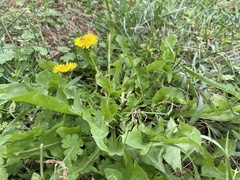 Taraxacum officinale
