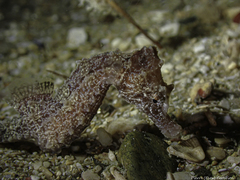 Hippocampus hippocampus