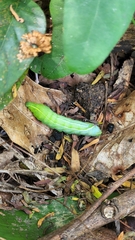 Macroglossum pyrrhosticta